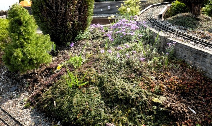 Spring Flowers in the Garden