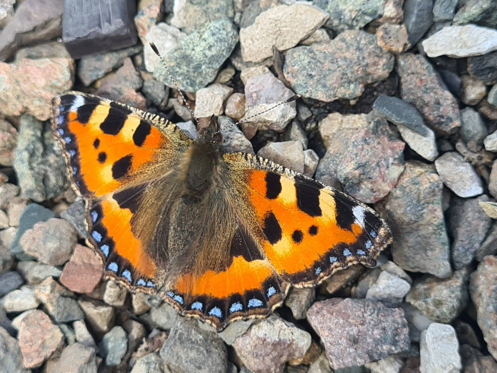 Dave's butterfly Photo