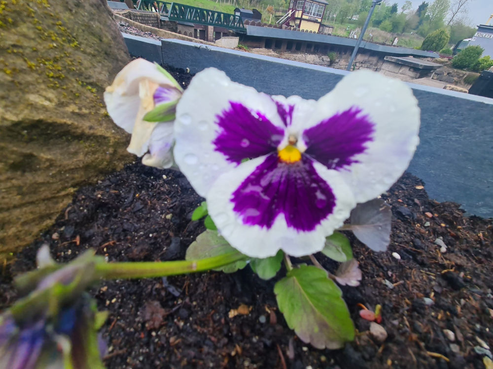 Dave's Garden Photos