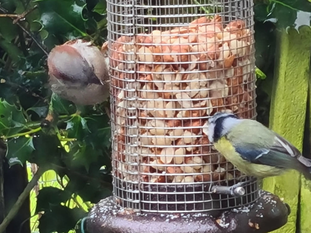 Dave's Garden Photos