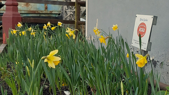 Daffodils