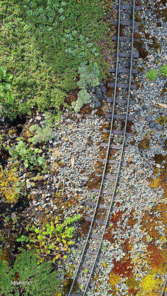 Elliot's Garden Photos