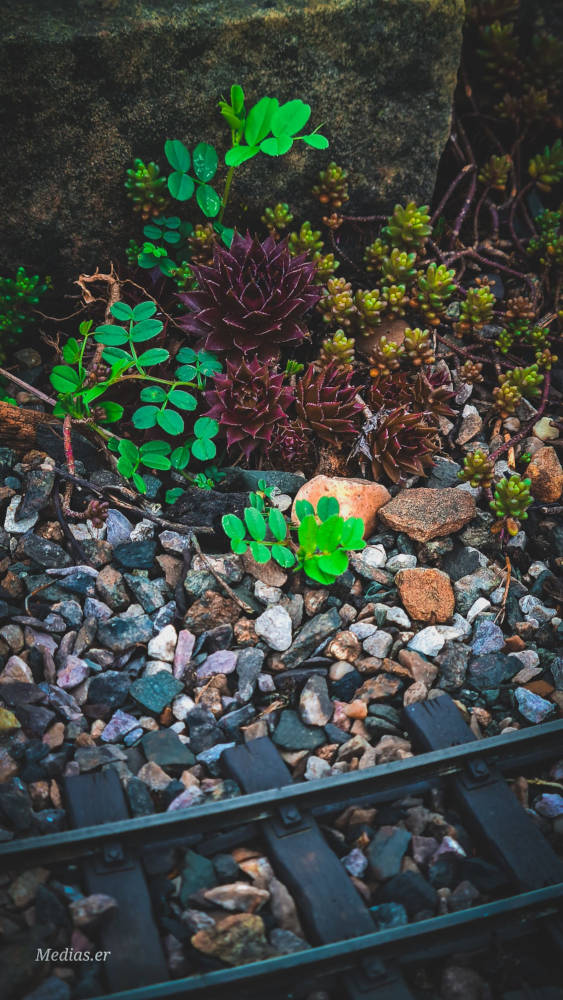 Elliot's Garden Photos